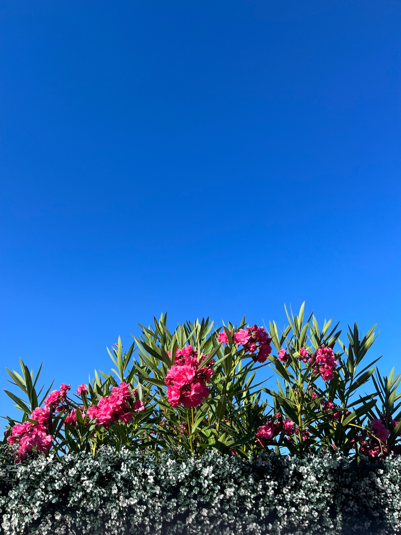 Pink oleander blossoms against a deep blue midday sky